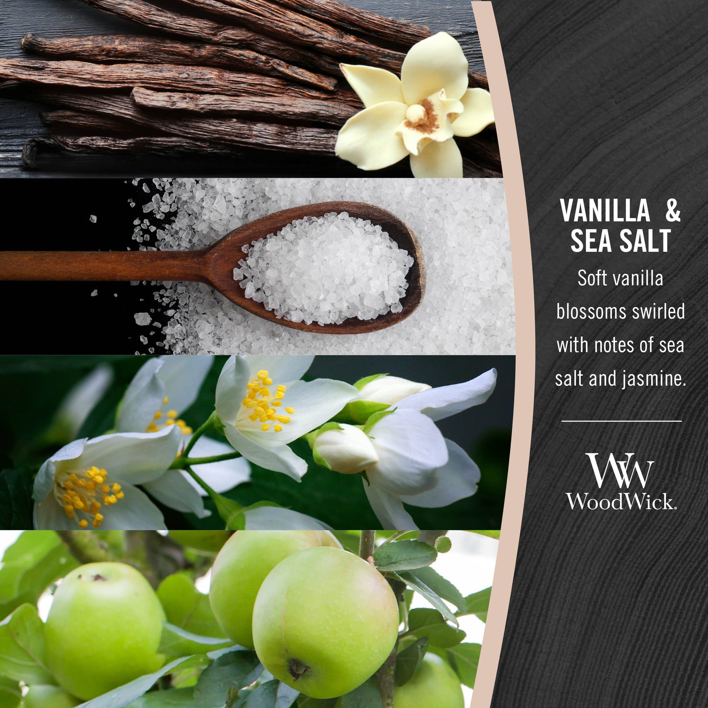 photo collage illustrating woodwick vanilla and sea salt fragrances of vanilla blossoms, sea salt, and jasmine
